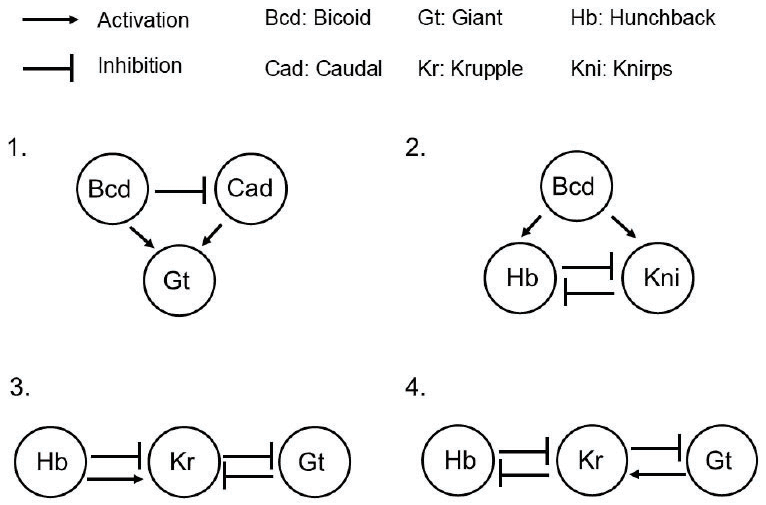 Four gene-interaction diagrams among Bicoid, Caudal, Giant, Hunchback, Kruppel and Knirps