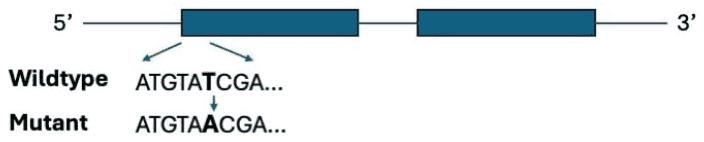 Gene with two exons; wild-type sequence ATGTATCGA and mutant ATGTAACGA in exon 1