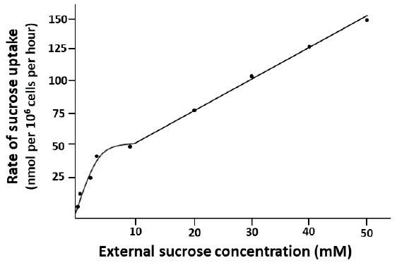 Graph of sucrose uptake rate against external sucrose concentration: a saturating curve up to 10 mM, then a straight line
