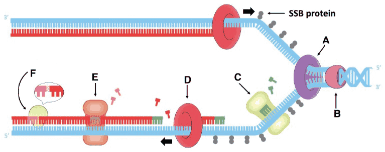 Replication fork diagram with proteins labelled A to F and SSB protein