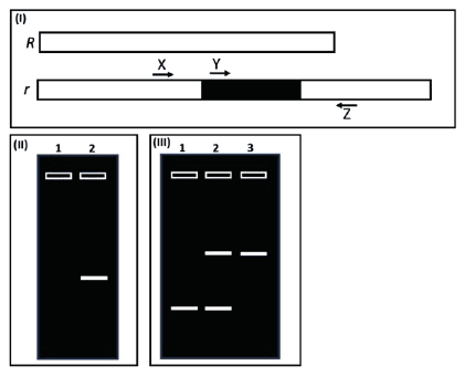 Panel I: R and r alleles with primers X, Y and Z; Panels II and III: PCR gel band patterns