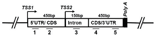 Question 94, option 2: gene map diagram