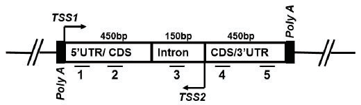 Question 94, option 4: gene map diagram