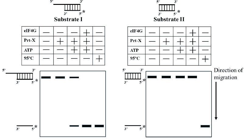 RNA unwinding assay: substrates I and II, conditions table (eIF4G, Prt-X, ATP, 95 C) and gel