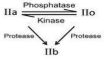 Question 87, option 2 diagram