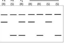 Co-dominant marker profiles of P1, P2, F1 and DH lines, and a table of expected DH profile percentages