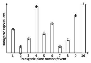 Transgene expression levels in ten transgenic plants