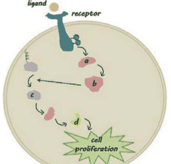 Receptor tyrosine kinase pathway with intracellular components a to d leading to cell proliferation