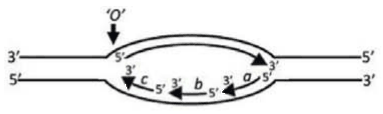 Replication bubble with origin O, leading strand and Okazaki fragments a, b and c
