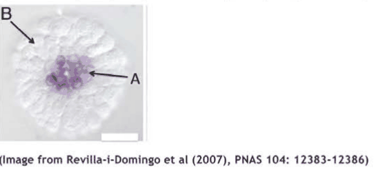 Sea urchin embryo after in situ hybridization with delta probe, areas A and B